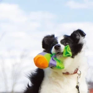 Balle pour chien, jouet pour chien